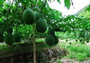 网红薄皮小吊瓜怎么吃,网红美食的多样吃法探索 第1张 网红薄皮小吊瓜怎么吃,网红美食的多样吃法探索 第1张